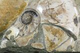 Wide Polished Ammonite Cluster - Cyber Monday Deal! #51539-2